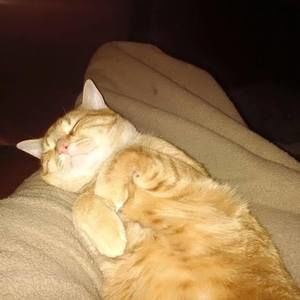 Meet your Posher, Sydney